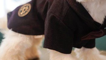 有必要给宠物穿衣服吗？