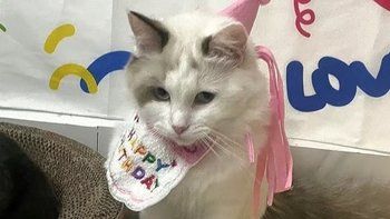 ins风宠物生日帽子装饰口水巾猫咪围兜