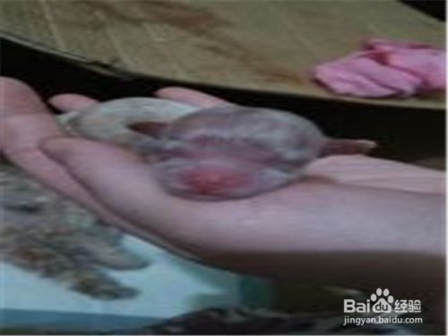 宠物狗生狗宝宝时主人应该做些什么