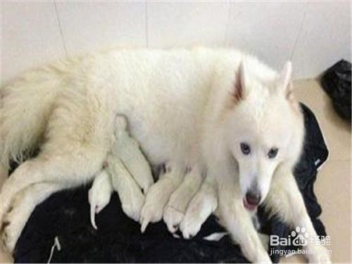 宠物狗生狗宝宝时主人应该做些什么