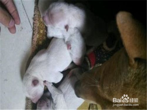 宠物狗生狗宝宝时主人应该做些什么