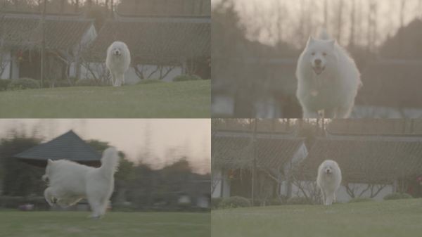 【有版权】4K宠物狗