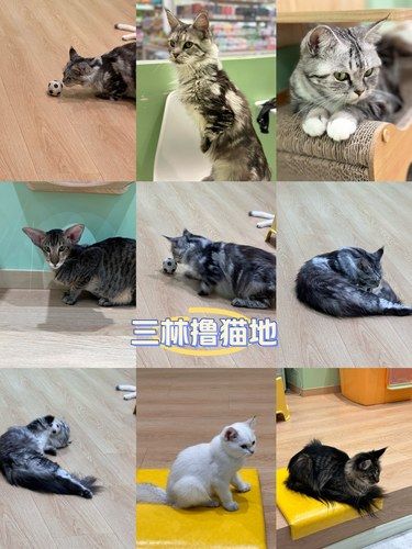 地板或架子上的毛茸茸