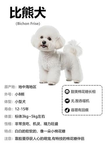 狗狗变美秘籍
