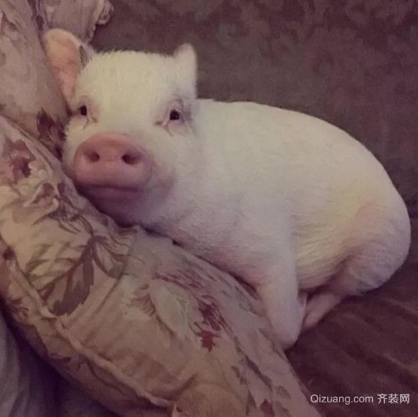 宠物猪能长多大