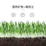 宠袋chonlderl猫草猫薄荷零食化毛种子水培盆栽种籽