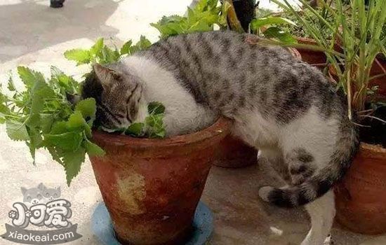 猫薄荷吃多少合适 猫薄荷经常喂安全吗