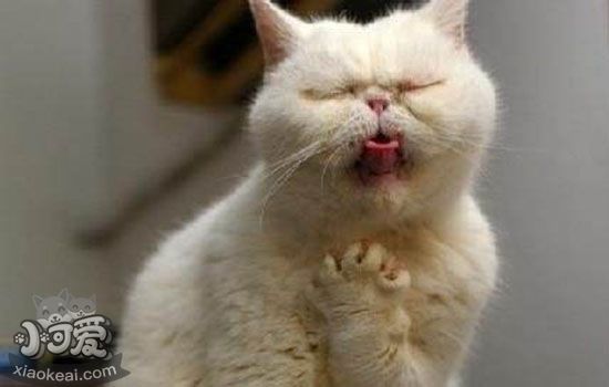 猫薄荷吃多少合适 猫薄荷经常喂安全吗