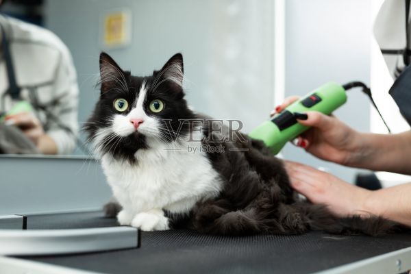 宠物美容院猫咪美容。理毛师给猫刮胡子，照顾猫。兽医为猫使用电动剃须机照片摄影图片