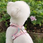 网红彩虹宠物牵引绳套装可调节胸背带 狗狗猫咪用外出神器遛狗绳