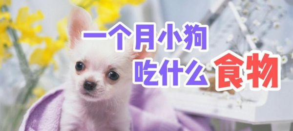 狗狗吃什么都吐什么，怎么办（以宠物为主）