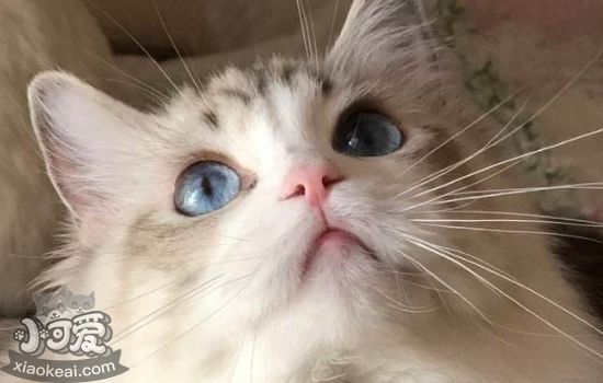 猫玩具制作 自制猫抓板