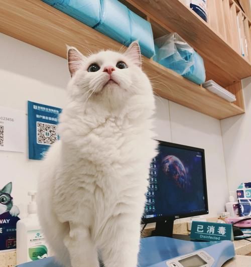 猫咪四联疫苗的必要性（了解疫苗种类及注意事项，保障宠物健康）