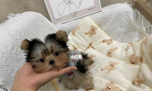 约克夏疫苗指南（了解约克夏疫苗，让宠物健康无忧）