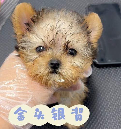 约克夏疫苗指南（了解约克夏疫苗，让宠物健康无忧）