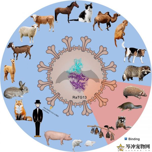 猫冠状病毒会自愈吗