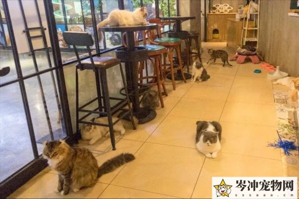 猫冠状病毒会自愈吗