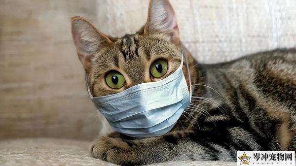 猫冠状病毒会自愈吗