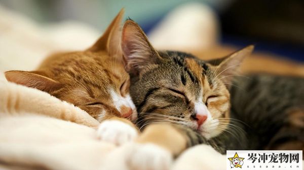 猫冠状病毒会自愈吗