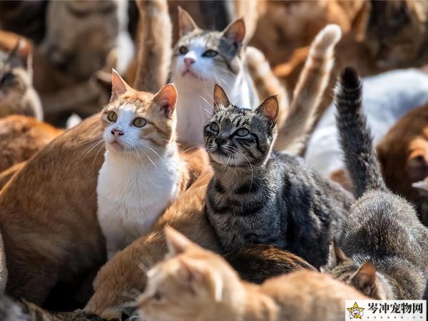 猫冠状病毒会自愈吗