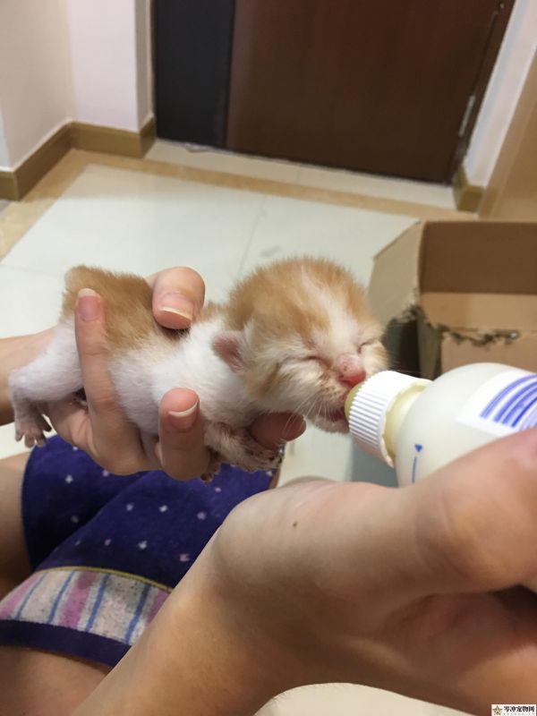 猫冠状病毒会自愈吗