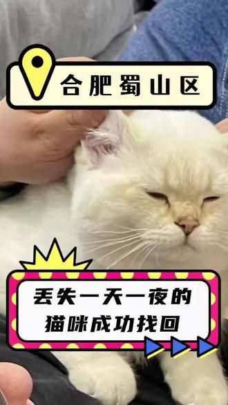 第13集：合肥找猫团队｜猫咪丢失一天一夜成功找回！#合肥找猫团队#猫丢了 #猫咪救援 #交给专业的人士 #找猫团队收费