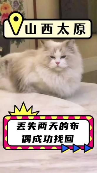 第15集：山西找猫团队｜今天出勤山西太原，寻找丢失一天一夜的布偶猫咪。经过师傅两小时排查成功找到！！！#安徽找猫团队 #山东找猫团队 #河北找猫团队 #找猫团队 #猫咪救援