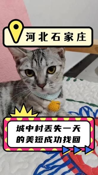 第14集：石家庄找猫团队｜石家庄城中村丢失一天的猫咪丢失情况复杂，成功找回！！！#石家庄找猫团队#找猫团队 #济南找猫团队 #合肥找猫团队 #猫咪救援