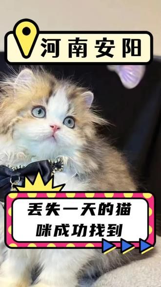 第16集：今天出勤河南安阳。猫咪丢失一天，经过师傅专业排查，成功找到。天冷了到处下大雪，小猫咪在外无法生存，不要耽误最佳寻回时间！#猫丢了怎么办 #找猫团队 #同城找猫团队 #河南找猫团队 #安徽找猫团队