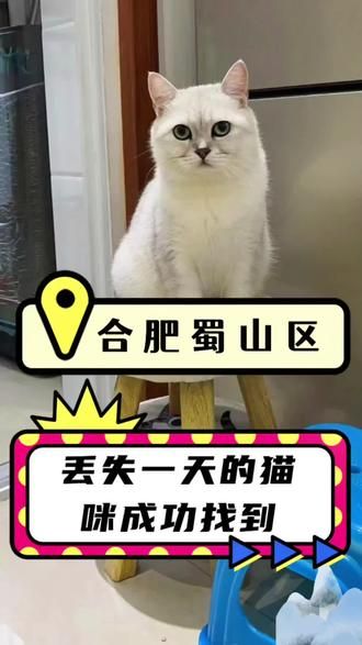 第20集：合肥蜀山区，跑到别人家里的猫咪，经过师傅现场排查，成功找到。#猫咪救援 #猫咪 #猫咪消防员 #专业找猫团队电话号码 #合肥找猫团队