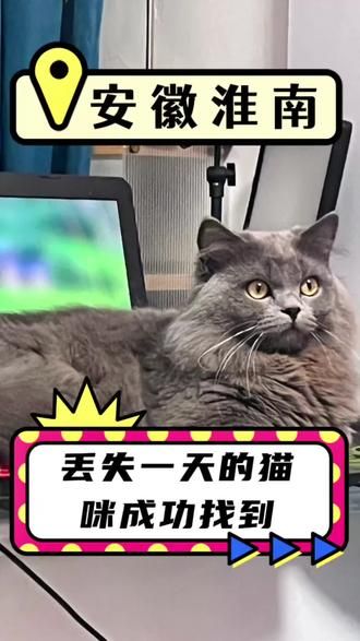 第17集：安徽淮南，丢失一天一夜的猫咪，经过师傅现场排查，精准锁定，顺利接回毛孩子！恭喜猫咪回家！#安徽找猫团队 #专业找猫团队 #石家庄找猫团队 #猫咪救援 #猫咪消防员