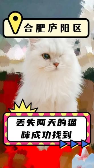 第19集：每次的成功都有满满的成就感。又救一只猫咪合肥寻找丢失两天的猫咪。爱心人士救助虐待的小猫跑丢了！经过师傅半个小时排查，发现猫咪跳进烟道被困 29 层，成功解救出来。#安徽找猫团队 #小猫救援 #猫咪消防员 #猫咪救援 #专业团队
