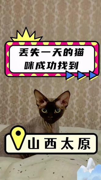 第22集：出勤山西太原，丢失一天的德文成功找回！恭喜猫咪回家！#猫咪救援 #专业找猫团队#猫咪消防员 #全国寻宠 #猫丢了怎么办