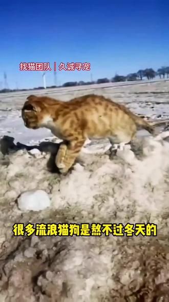 第18集：冬天是流浪动物的噩梦。愿所有的小动物都会有个温暖的家！#猫咪 #流浪猫 #流浪猫找猫 #找猫团队 #猫咪救援