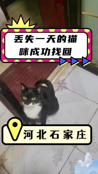 第24集：猫咪丢失，有邻居看到，往楼上跑了，铲屎官心急如焚，找了一天没有收获，联系到我们了解到，总高六层，有邻居看到往上跑了，结果在一楼夹层找到。一夜终于发现猫咪！#猫咪救援 #猫咪消防员 #专业找猫团队 #专业寻猫团队 #猫丢了
