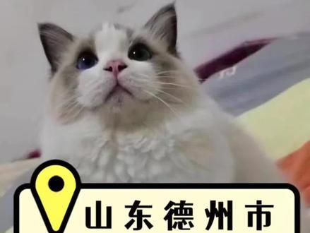 第21集：山东德州，猫咪丢失一天，铲屎官零下十几度寻找无果，联系到我们，安排师傅到达现场，成功将冻得发抖的猫咪找回！恭喜猫咪回家！！！#小猫救援 #猫咪消防员 #猫丢了怎么办 #专业找猫团队