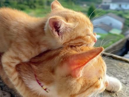 小橘和小小橘天下第一好啊#这样的猫孩子谁不爱
