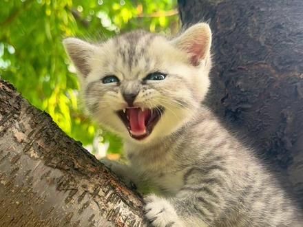 这样的小奶猫你会喜欢嘛#猫咪 #萌宠