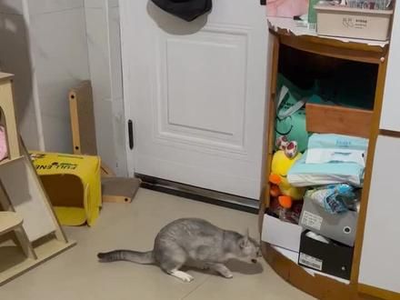 也是跳了段popping #记录猫咪日常 #萌宠出道计划 #猫咪 #银渐层 #猫咪吐毛球