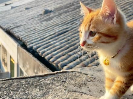谁不为小猫咪着迷呢#无忧无虑的小猫咪