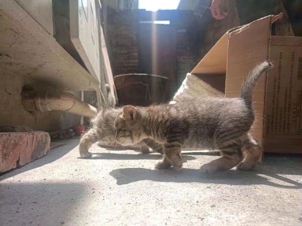 每只猫咪都值得被爱。流浪猫救助ing ——据世界卫生组织及《2022年中国宠物行业白皮书》数据显示，全球流浪猫狗数量约为5亿只，其中猫约占三分之二。在2022年时中国流浪猫数量高达5300余万只。每年大概有60%的流浪猫活不过冬天，每10的猫咪只有4只猫咪的概率能够存活。在这个流浪的季节，让我们伸出援助之手，一起给流浪猫咪加个餐！#关注流浪猫 #猫咪
