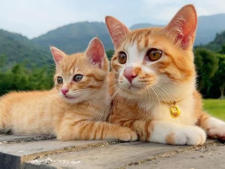 小橘和小小橘#和你天下第一好 #这样的猫孩子谁不爱