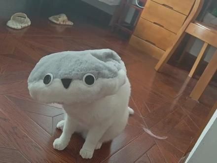 可怕生物#不明生物 #猫咪 ##恐怖 
