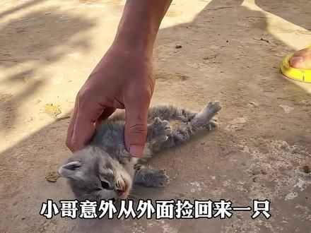 冻僵的小猫不要扔，用这一招能复活。#神奇动物在抖音 #萌宠 #猫咪
