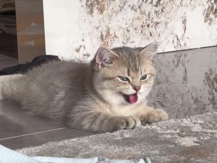 #记录猫咪日常