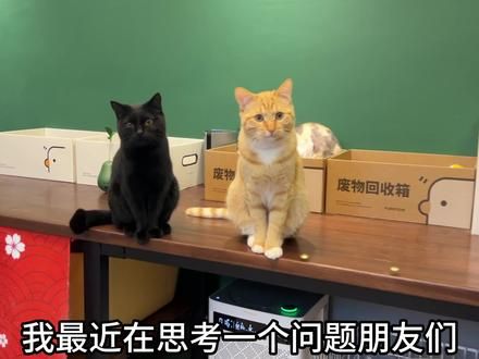 小猫对人有防备心到底是天生的还是后天学的啊？ #猫咪的迷惑行为 #记录猫咪日常 #这是我一手养大的猫 #谁能拒绝傻憨憨的小猫咪 #我和猫咪的日常