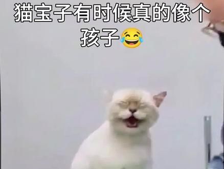 它来人间一趟，就是为了治愈你的。你养育着它，它又温暖了你；终于明白了那句“一切众生，本是同根”#谁能拒绝傻憨憨的小猫咪 #这猫有点上头 #猫咪