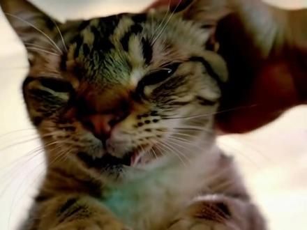 猥琐的小猫#这猫看得我心情忐忑