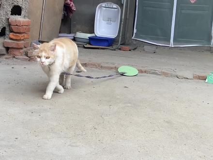 随便发个吧#猫咪 #猫