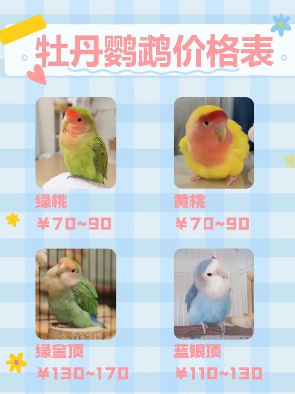鹦鹉价格表大全2020